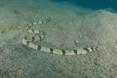 Kızıl Deniz 'de yılan balığı (Myrichthys colubrinus), Eilat, İsrail