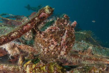 Kızıl Deniz 'deki kurbağa balığı, Renkli ve güzel, Eilat, İsrail