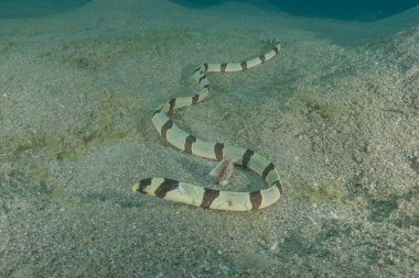 Kızıl Deniz 'de yılan balığı (Myrichthys colubrinus), Eilat, İsrail