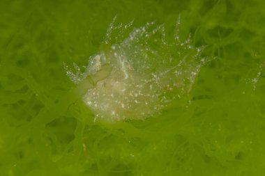 Kızıl Denizde Çıplak Deniz Sümüklüböceği, Renkli ve güzel, Eilat, İsrail