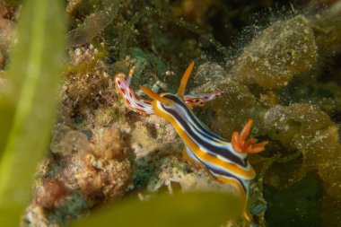 Kızıl Denizde Çıplak Deniz Sümüklüböceği, Renkli ve güzel, Eilat, İsrail