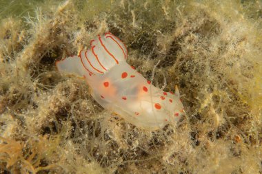 Kızıl Denizde Çıplak Deniz Sümüklüböceği, Renkli ve güzel, Eilat, İsrail