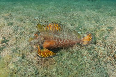 Kızıl Denizde yüzen balıklar, renkli balıklar, Eilat İsrail