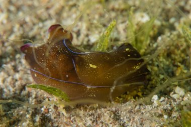 Kızıl Denizde Çıplak Deniz Sümüklüböceği, Renkli ve güzel, Eilat, İsrail