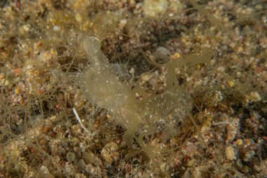 Kızıl Denizde Çıplak Deniz Sümüklüböceği, Renkli ve güzel, Eilat, İsrail