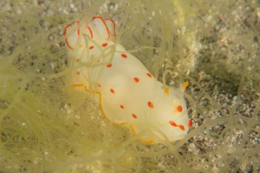 Kızıl Denizde Çıplak Deniz Sümüklüböceği, Renkli ve güzel, Eilat, İsrail