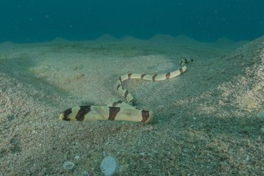 Kızıl Deniz 'de yılan balığı (Myrichthys colubrinus), Eilat, İsrail