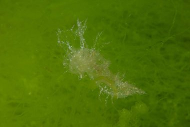 Kızıl Denizde Çıplak Deniz Sümüklüböceği, Renkli ve güzel, Eilat, İsrail