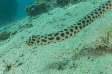Kızıl Deniz 'deki Kaplan Yılan Yılanı, Renkli ve güzel, Eilat, İsrail