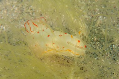 Kızıl Denizde Çıplak Deniz Sümüklüböceği, Renkli ve güzel, Eilat, İsrail