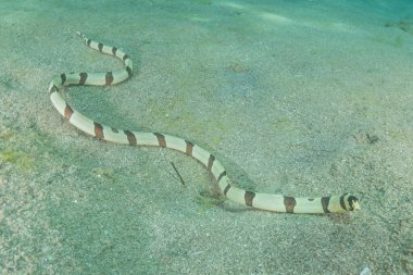 Kızıl Deniz 'de yılan balığı (Myrichthys colubrinus), Eilat, İsrail