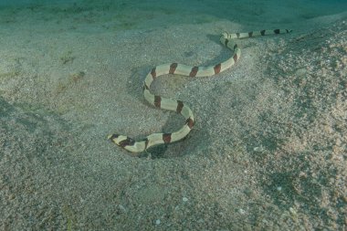 Kızıl Deniz 'de yılan balığı (Myrichthys colubrinus), Eilat, İsrail