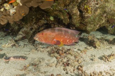 Kızıl Denizde yüzen balıklar, renkli balıklar, Eilat İsrail