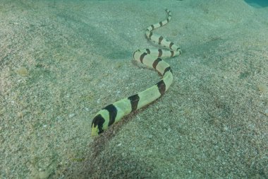 Kızıl Deniz 'de yılan balığı (Myrichthys colubrinus), Eilat, İsrail