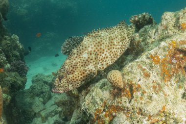 Kızıl Denizde yüzen balıklar, renkli balıklar, Eilat İsrail