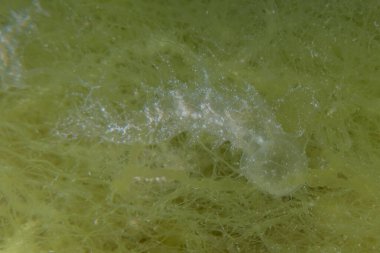 Kızıl Denizde yüzen hayalet balıklar, renkli balıklar, Eilat, İsrail