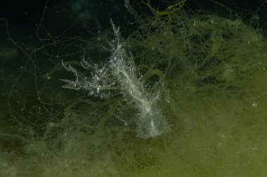 Kızıl Denizde yüzen hayalet balıklar, renkli balıklar, Eilat, İsrail