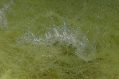 Kızıl Denizde yüzen hayalet balıklar, renkli balıklar, Eilat, İsrail