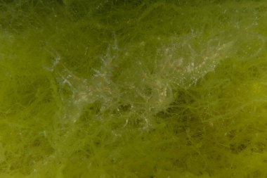 Kızıl Denizde yüzen hayalet balıklar, renkli balıklar, Eilat, İsrail