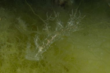 Kızıl Denizde yüzen hayalet balıklar, renkli balıklar, Eilat, İsrail