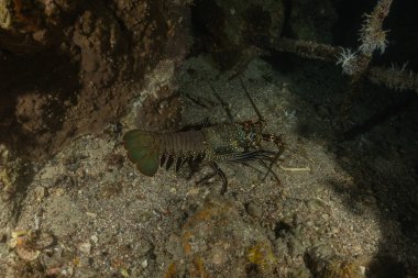 Kızıl Deniz 'de ıstakoz, renkli ve güzel, Eilat Israel
