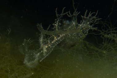 Kızıl Denizde yüzen hayalet balıklar, renkli balıklar, Eilat, İsrail