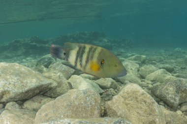 Kızıl Denizde yüzen balıklar, renkli balıklar, Eilat İsrail