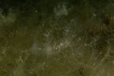 Kızıl Denizde yüzen hayalet balıklar, renkli balıklar, Eilat, İsrail