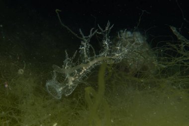 Kızıl Denizde yüzen hayalet balıklar, renkli balıklar, Eilat, İsrail