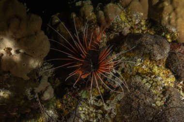 Aslan Balığı (Pterois mil) Kızıl Deniz 'de, renkli balık, Eilat, İsrail