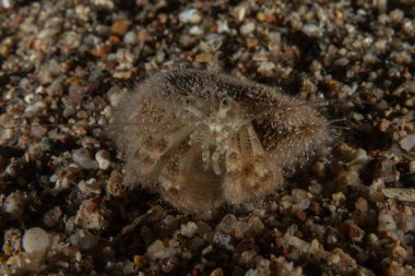 Kızıldenizde Keşiş Yengeci, Renkli ve güzel, Eilat, İsrail