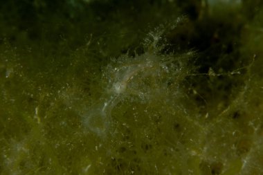 Kızıl Denizde yüzen hayalet balıklar, renkli balıklar, Eilat, İsrail