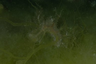 Kızıl Denizde yüzen hayalet balıklar, renkli balıklar, Eilat, İsrail