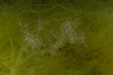 Kızıl Denizde yüzen hayalet balıklar, renkli balıklar, Eilat, İsrail