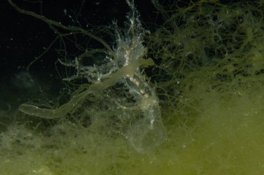 Kızıl Denizde yüzen hayalet balıklar, renkli balıklar, Eilat, İsrail