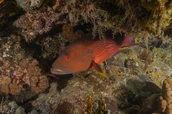 Kızıl Denizde yüzen balıklar, renkli balıklar, Eilat İsrail