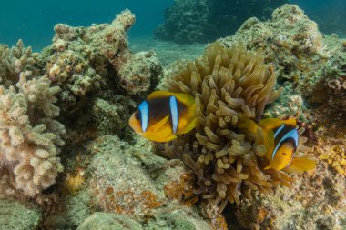 Kızıl Deniz 'de palyaço balığı balığı, renkli ve güzel, Eilat, İsrail