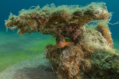 Kızıldeniz 'deki mercan resifi ve su bitkileri, Eilat, İsrail