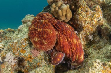 Kızıl Deniz 'de kamuflajın ahtapot kralı Eilat, İsrail 