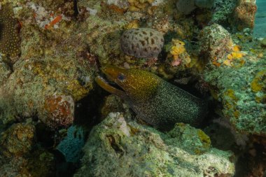Moray eel Mooray lycodontis Kızıldeniz 'de dalgalanma, Eilat, İsrail