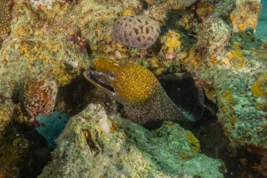 Moray eel Mooray lycodontis Kızıldeniz 'de dalgalanma, Eilat, İsrail