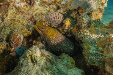 Moray eel Mooray lycodontis Kızıldeniz 'de dalgalanma, Eilat, İsrail