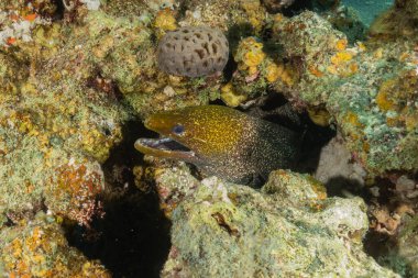 Moray eel Mooray lycodontis Kızıldeniz 'de dalgalanma, Eilat, İsrail