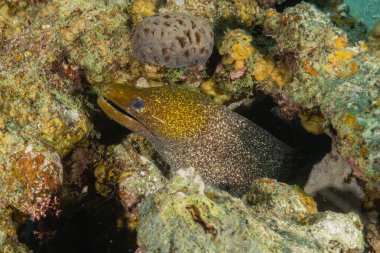 Moray eel Mooray lycodontis Kızıldeniz 'de dalgalanma, Eilat, İsrail