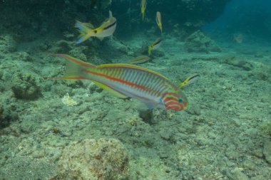 Kızıl Denizde yüzen balıklar, renkli balıklar, Eilat İsrail