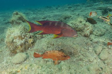 Kızıl Denizde yüzen balıklar, renkli balıklar, Eilat İsrail
