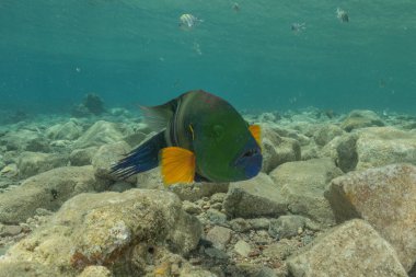 Kızıl Denizde yüzen balıklar, renkli balıklar, Eilat İsrail