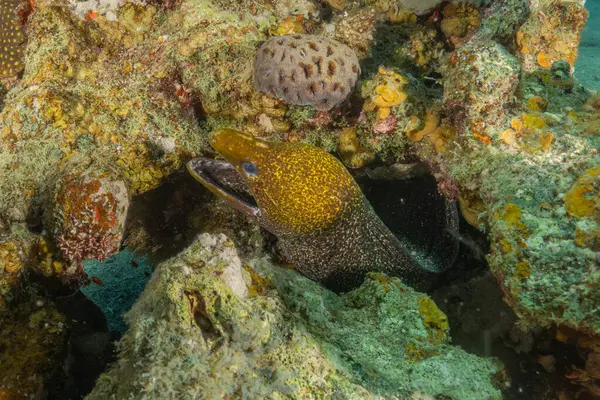 Moray eel Mooray lycodontis Kızıldeniz 'de dalgalanma, Eilat, İsrail