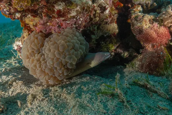 Moray eel Mooray lycodontis Kızıldeniz 'de dalgalanma, Eilat, İsrail