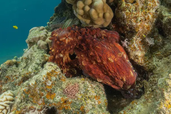 Kızıl Deniz 'de kamuflajın ahtapot kralı Eilat, İsrail 